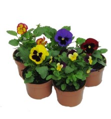 PENSAMIENTO MACETA 10,5CM