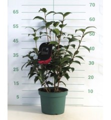 CAMELIA EXTRA ALTO 40/60 Y MACETA 3L