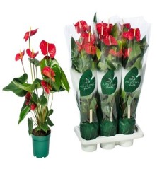 ANTHURIUM ROJO 50CM ALTO Y MACETA 17CM