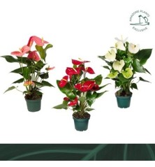 ANTHURIUM MEZCLA MACETA 14CM