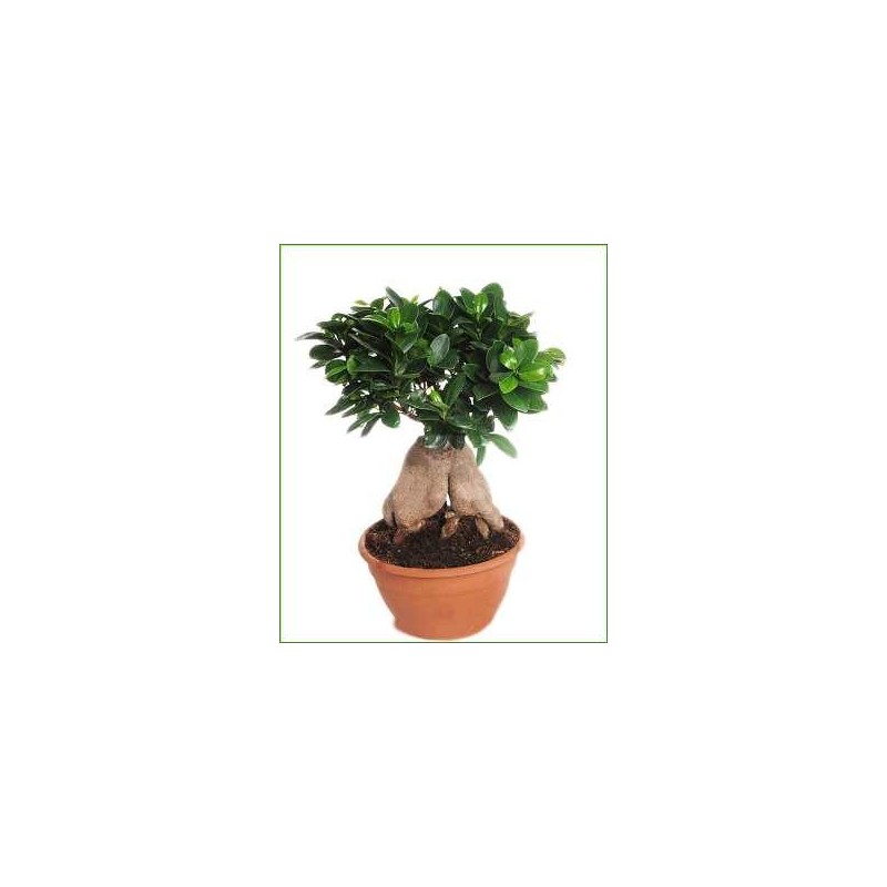 FICUS GINSENG TARRINA 23CM