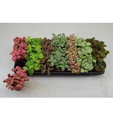 FITTONIA MIX MACETA 8.5CM