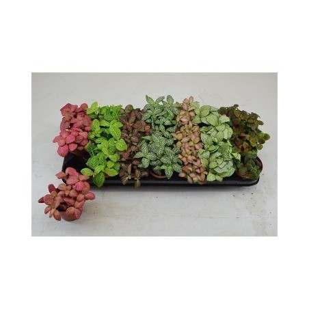 FITTONIA MIX MACETA 8.5CM