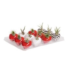 TILLANDSIA CON MACETA MAGNETICA CORAZON