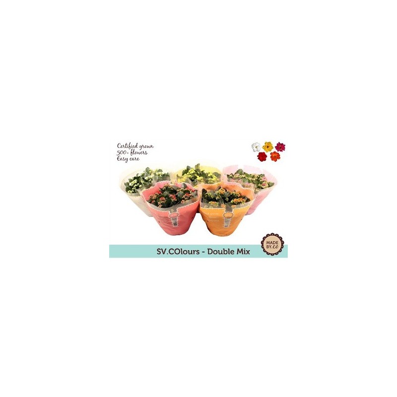 KALANCHOE BLOSS TARRINA 23CM