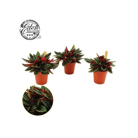 PEPEROMIA CAPERATA ROSSO MACETA 10,5CM