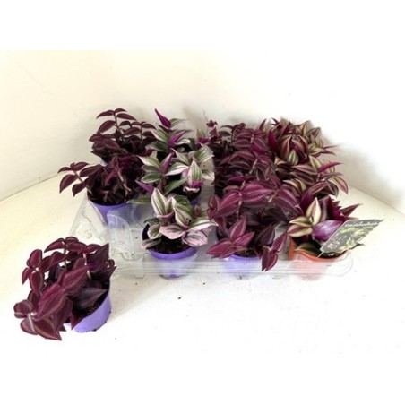 TRADESCANTIA MIX MEZCLADO MACETA 7CM