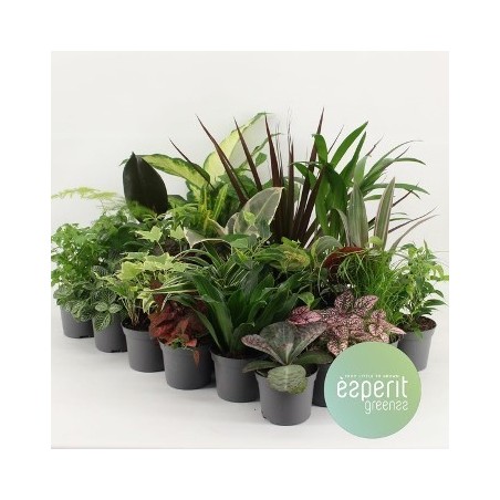 PLANTAS MINI DE LUXE MACETA 8,5CM