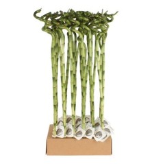 BAMBU SUERTE ESPIRAL 80CM