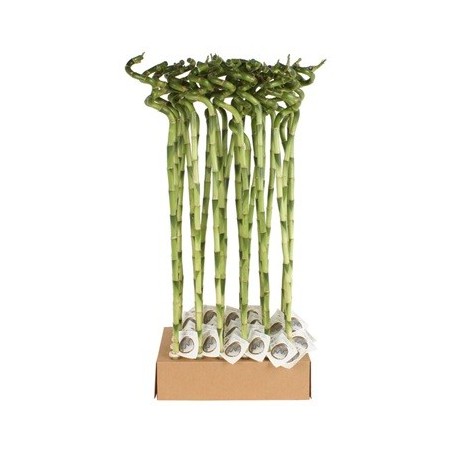 BAMBU SUERTE ESPIRAL 80CM