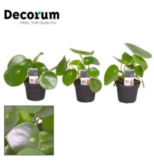 PEPEROMIA POLYBOTRYA RAINDROP MACETA 7CM