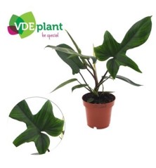 PHILODENDRO FLORIDA GREEN MACETA 12CM