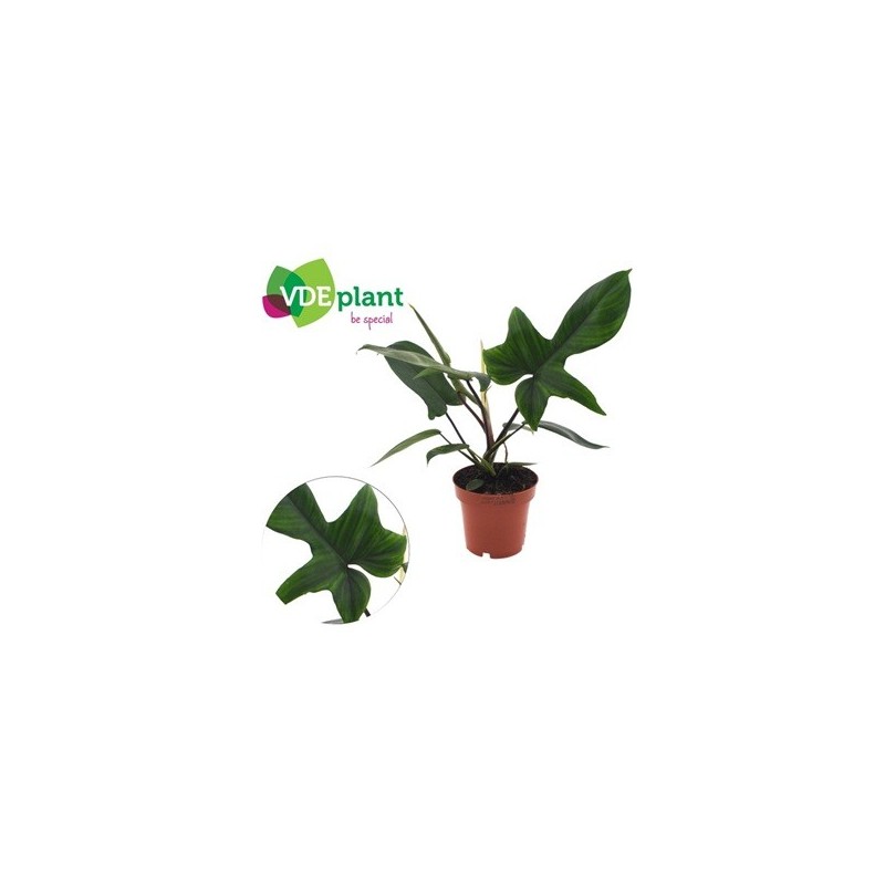 PHILODENDRO FLORIDA GREEN MACETA 12CM