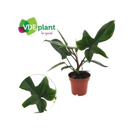 PHILODENDRO FLORIDA GREEN MACETA 12CM