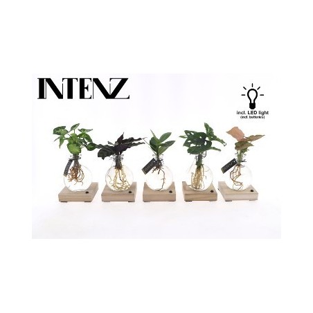 PLANTA EN AGUA CON LUZ LED