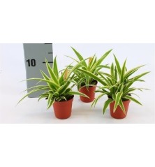 CINTAS BAMBINO MACETA 5,5CM