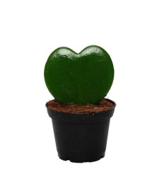 HOYA KERRII FORMA CORAZON MACETA 7CM