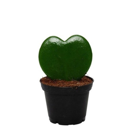 HOYA KERRII FORMA CORAZON MACETA 7CM