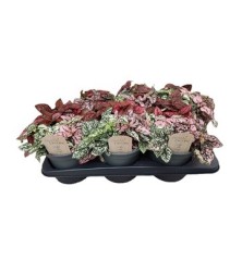 HYPOESTES CARNAVAL MIX MACETA 17CM