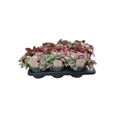 HYPOESTES CARNAVAL MIX MACETA 17CM