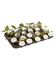 PHILODENDRO MIX BABYPLANT MACETA 6CM