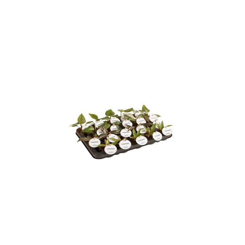 PHILODENDRO MIX BABYPLANT MACETA 6CM