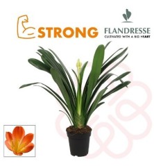 CLIVIA EXTRA ALTO 50CM Y MACETA 21CM