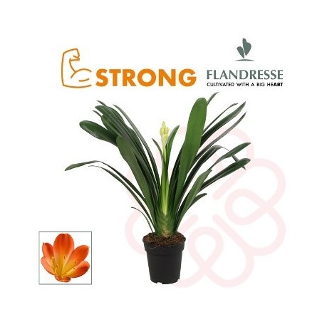 CLIVIA EXTRA ALTO 50CM Y MACETA 21CM