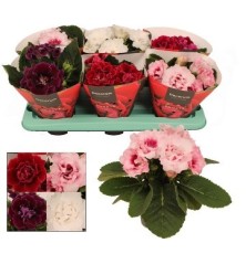 SINNINGIA SONATRA MIX MACETA 13CM