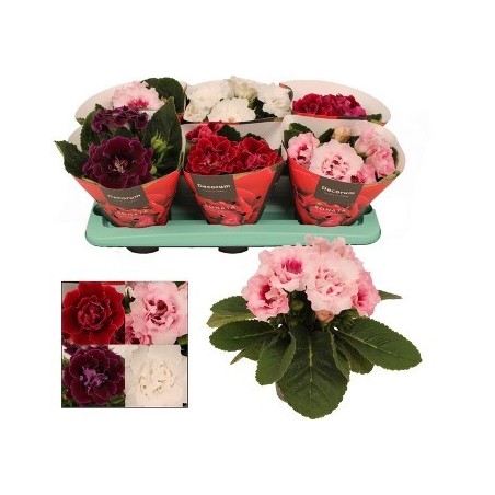 SINNINGIA SONATRA MIX MACETA 13CM