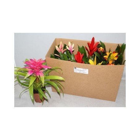 BROMELIA MEZCLA ALTO 20CM Y MACETA 12CM