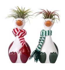 TILLANDSIA CHYLLI GOOSE