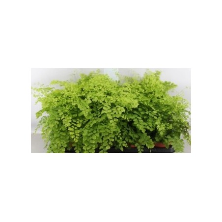 ADIANTUM FRAGANS 1,6L