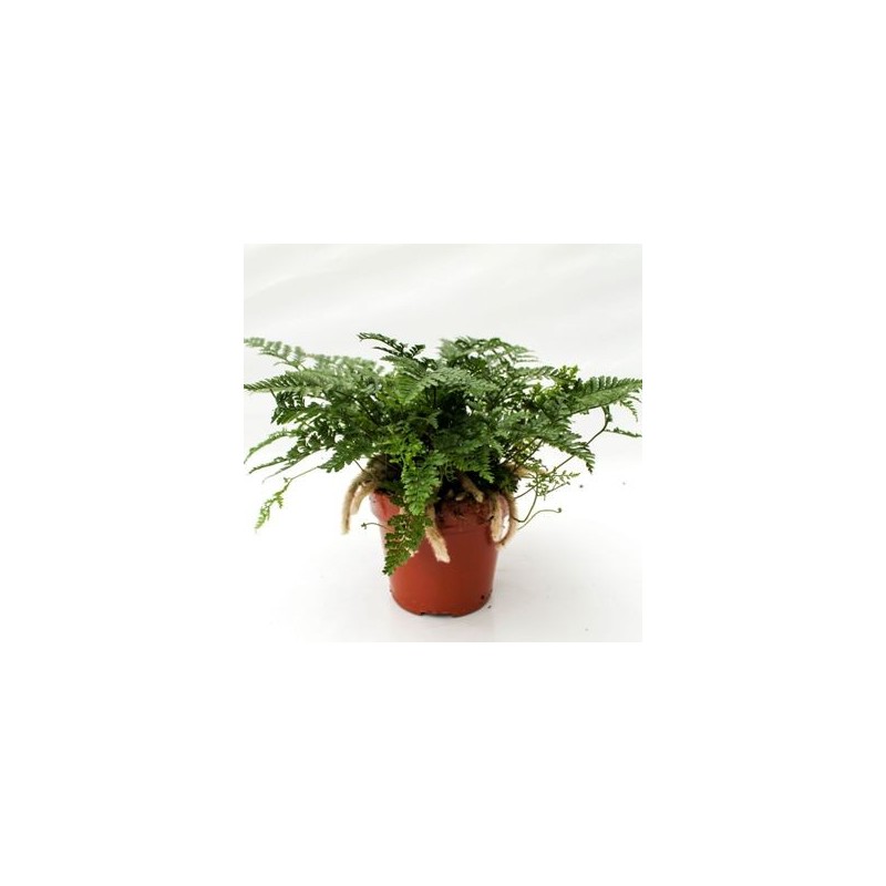 HUMATA TYKERMANI MACETA 1,6L PATA DE CONEJO