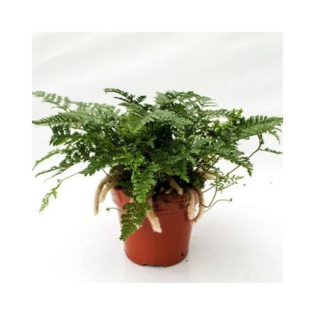 HUMATA TYKERMANI MACETA 1,6L PATA DE CONEJO