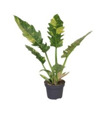 PHILODENDRO RING OF FIRE MACETA 12CM