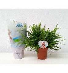 HELECHO GREEN LADY MACETA 15CM