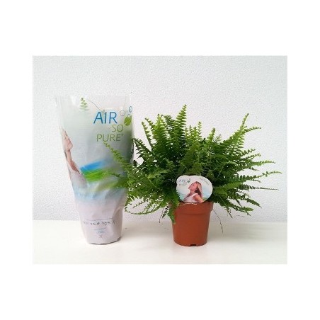 HELECHO GREEN LADY MACETA 15CM