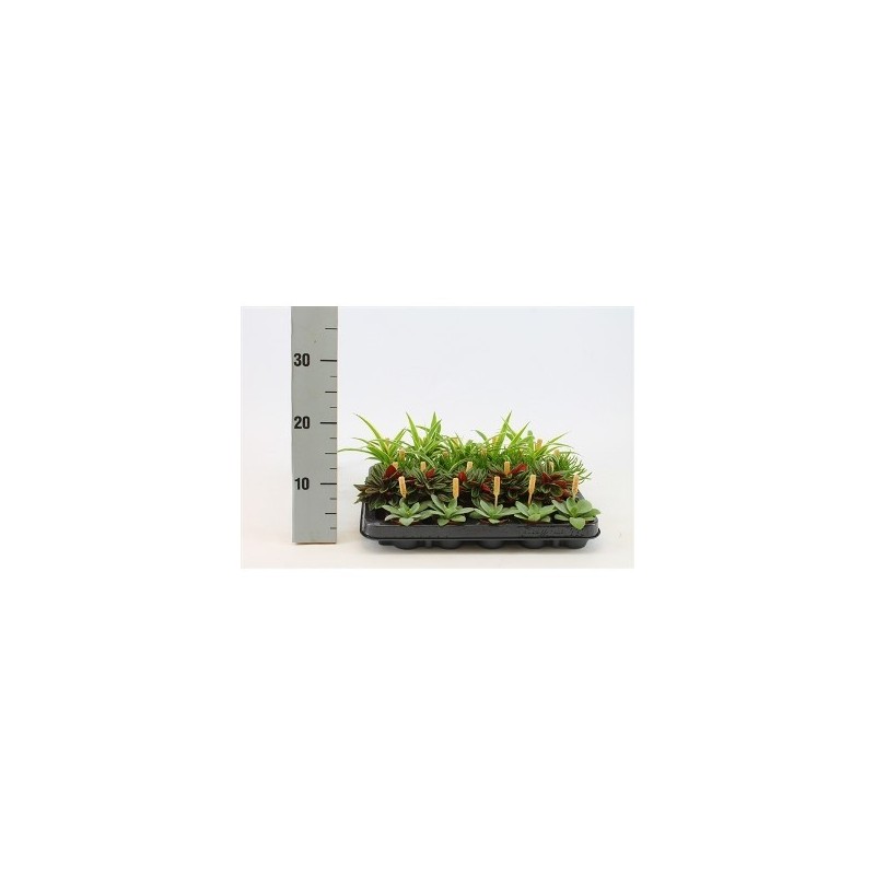 PLANTAS COLECCION BAMBINO MACETA 5,5CM