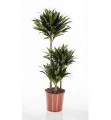 DRACENA COMPACTA ALTO TRONCOS 60/30/15CM M20