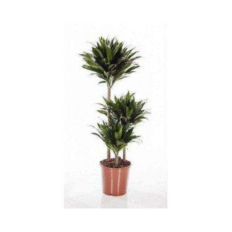 DRACENA COMPACTA ALTO TRONCOS 60/30/15CM M20