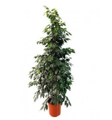 FICUS DANIELLE ALTURA 120CM Y MACETA 20CM