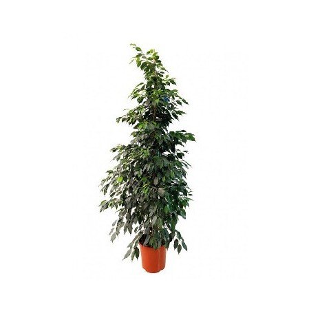 FICUS DANIELLE ALTURA 120CM Y MACETA 20CM