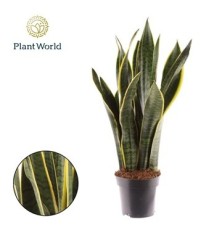 SANSEVIERA LAURENTTI MACETA 14CM