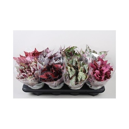 BEGONIA MEZCLA HOJAS COLOR ALTO 15CM Y MACETA 12CM