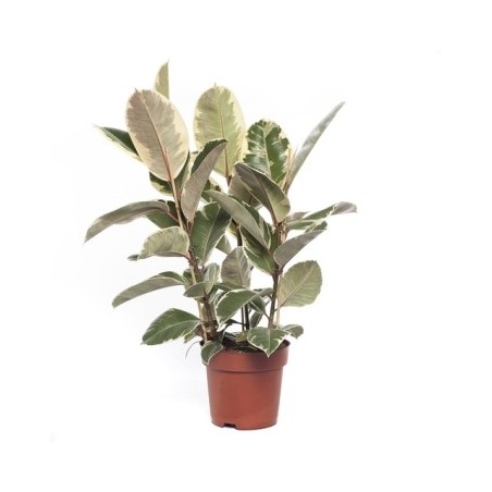 FICUS TINEKE 3PLANTAS ALTO 0.90CM Y MACETA 20CM