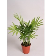 CHAMAEDOREA ELEGANS 45CM ALTO Y MACETA 12CM