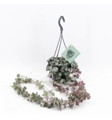 CEROPEGIA WOODII COLGANTE MACETA 12CM