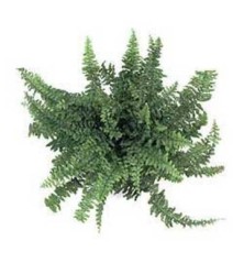 HELECHOS TARRINA COLGAR 15CM BOSTON