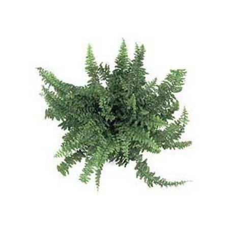 HELECHOS TARRINA COLGAR 15CM BOSTON